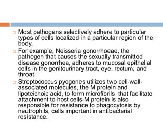  Most pathogens selectively adhere to particular
types of cells localized in a particular region of the
body.
 For example, Neisseria gonorrhoeae, the
pathogen that causes the sexually transmitted
disease gonorrhea, adheres to mucosal epithelial
cells in the genitourinary tract, eye, rectum, and
throat.
 Streptococcus pyogenes utilizes two cell-wall-
associated molecules, the M protein and
lipoteichoic acid, to form microﬁbrils that facilitate
attachment to host cells M protein is also
responsible for resistance to phagocytosis by
neutrophils, cells important in antibacterial
resistance.
 