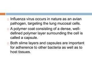  Inﬂuenza virus occurs in nature as an avian
pathogen, targeting the lung mucosal cells.
 A polymer coat consisting of a dense, well-
deﬁned polymer layer surrounding the cell is
called a capsule.
 Both slime layers and capsules are important
for adherence to other bacteria as well as to
host tissues.
 