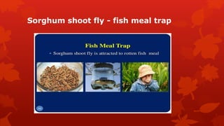 Sorghum shoot fly - fish meal trap
 
