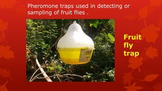 Pheromone traps used in detecting or
sampling of fruit flies .
Fruit
fly
trap
 