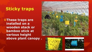 Sticky traps
These traps are
installed on a
wooden stack or
bamboo stick at
various height
above plant canopy .
 