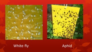 White fly Aphid
 