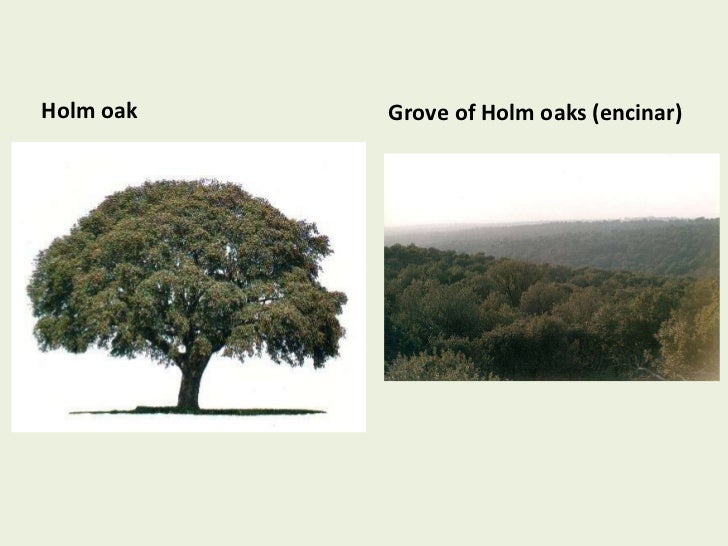 Types of trees in Spain