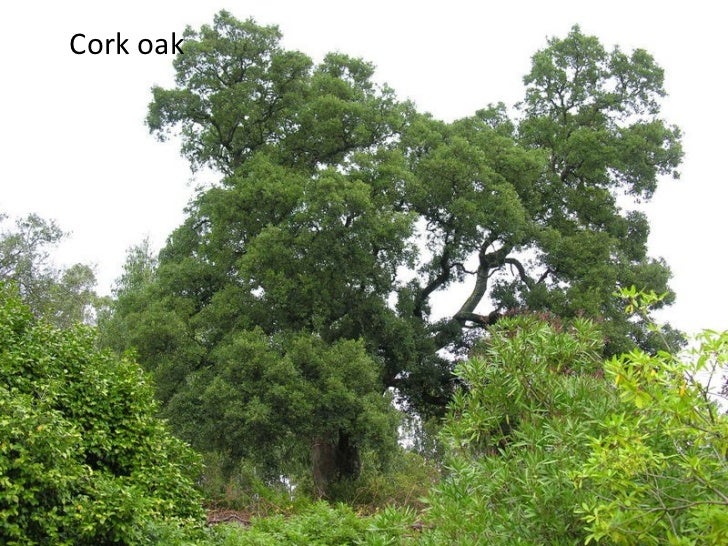 Types of trees in Spain