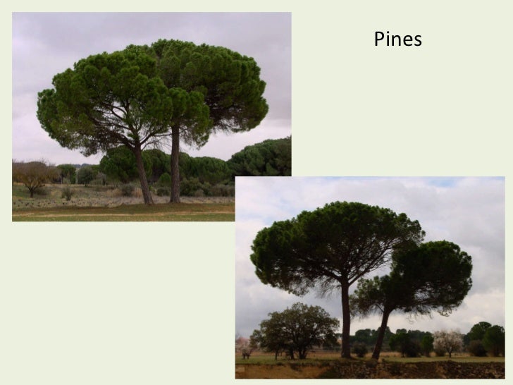 Types of trees in Spain