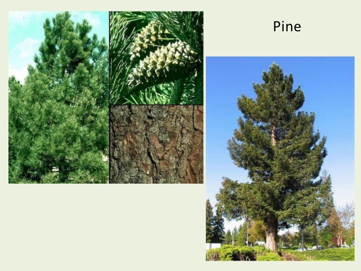 Types of trees in Spain