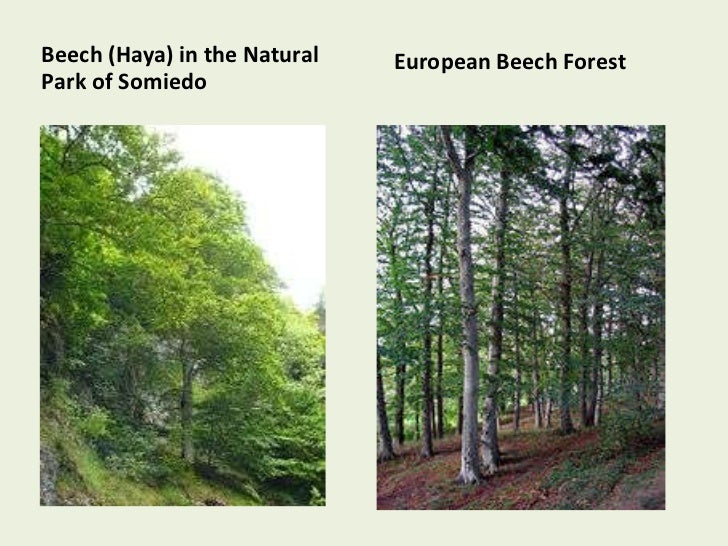 Types of trees in Spain