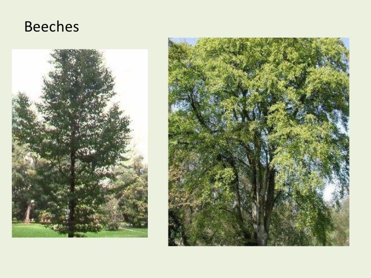 types-of-trees-in-spain