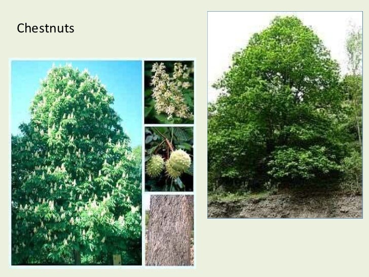 types-of-trees-in-spain