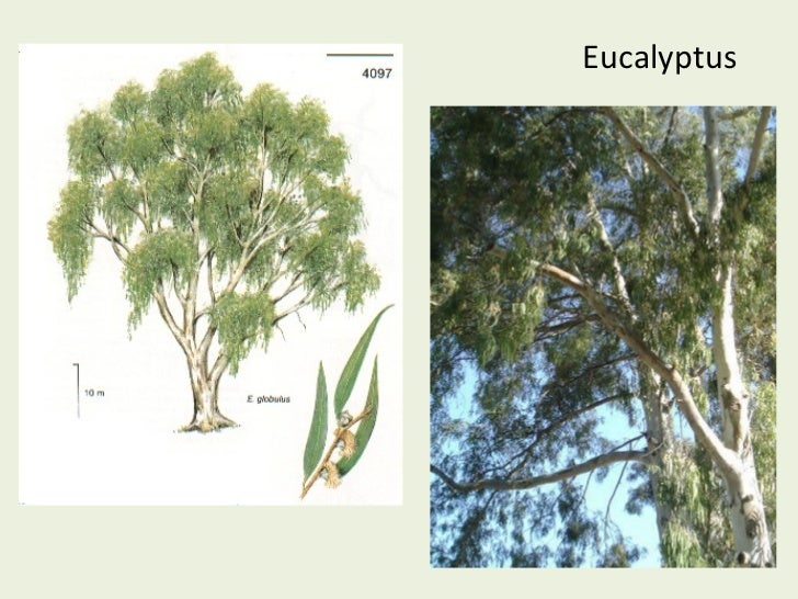 Types of trees in Spain