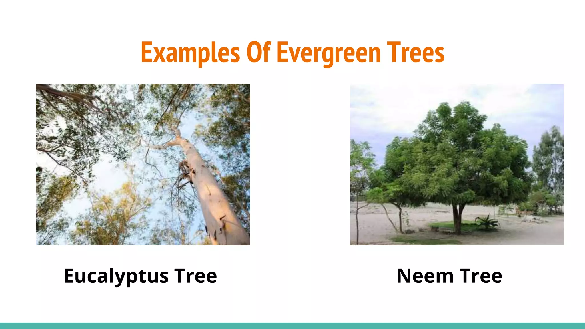 Examples Of Evergreen Trees
Eucalyptus Tree Neem Tree
 