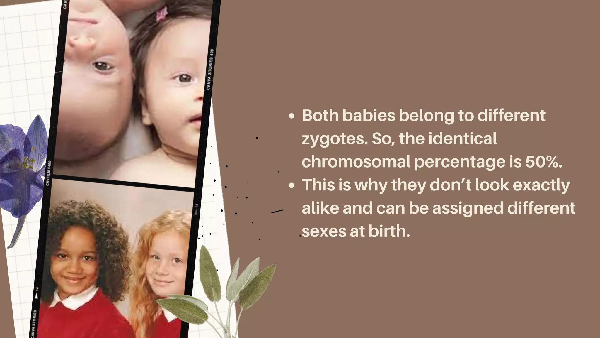 Both babies belong to different
zygotes. So, the identical
chromosomal percentage is 50%.
This is why they don’t look exactly
alike and can be assigned different
sexes at birth.
 