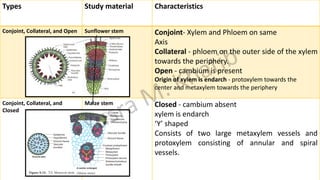 Types Study material Characteristics
Conjoint, Collateral, and Open Sunflower stem Conjoint- Xylem and Phloem on same
Axis
Collateral - phloem on the outer side of the xylem
towards the periphery.
Open - cambium is present
Origin of xylem is endarch - protoxylem towards the
center and metaxylem towards the periphery
Conjoint, Collateral, and
Closed
Maize stem Closed - cambium absent
xylem is endarch
‘Y’ shaped
Consists of two large metaxylem vessels and
protoxylem consisting of annular and spiral
vessels.