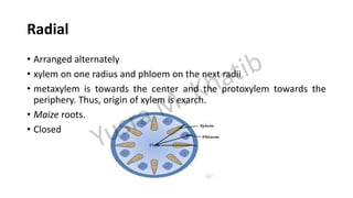 Radial
• Arranged alternately
• xylem on one radius and phloem on the next radii
• metaxylem is towards the center and the protoxylem towards the
periphery. Thus, origin of xylem is exarch.
• Maize roots.
• Closed
