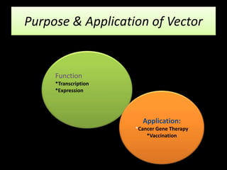 Purpose & Application of Vector
Function
*Transcription
*Expression
Application:
*Cancer Gene Therapy
*Vaccination
 