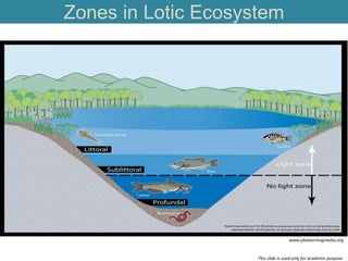Lotic System Examples Types of water body : Freshwater body | PDF