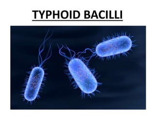 TYPHOID BACILLI
 
