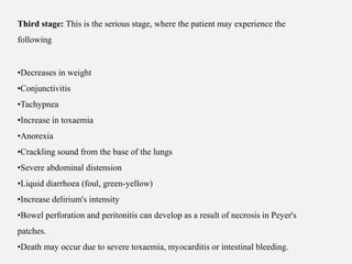 Third stage: This is the serious stage, where the patient may experience the
following
•Decreases in weight
•Conjunctivitis
•Tachypnea
•Increase in toxaemia
•Anorexia
•Crackling sound from the base of the lungs
•Severe abdominal distension
•Liquid diarrhoea (foul, green-yellow)
•Increase delirium's intensity
•Bowel perforation and peritonitis can develop as a result of necrosis in Peyer's
patches.
•Death may occur due to severe toxaemia, myocarditis or intestinal bleeding.
 