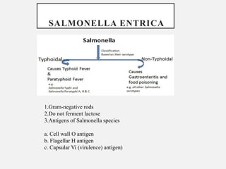 SALMONELLA ENTRICA
1.Gram-negative rods
2.Do not ferment lactose
3.Antigens of Salmonella species
a. Cell wall O antigen
b. Flagellar H antigen
c. Capsular Vi (virulence) antigen)
 