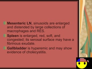 Mesenteric LN , sinusoids are enlarged and distended by large collections of macrophages and RES.  Spleen  is enlarged, red, soft, and congested; its serosal surface may have a fibrinous exudate.  Gallbladder  is hyperemic and may show evidence of cholecystitis.  