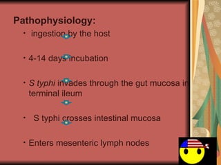Pathophysiology: ingestion by the host 4-14 days incubation  S typhi  invades through the gut mucosa in terminal ileum S typhi crosses intestinal mucosa Enters mesenteric lymph nodes Into blood stream via lymphatics 