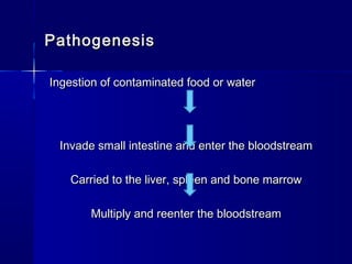 PathogenesisPathogenesis
Ingestion of contaminated food or waterIngestion of contaminated food or water
Invade small intestine and enter the bloodstreamInvade small intestine and enter the bloodstream
Carried to the liver, spleen and bone marrowCarried to the liver, spleen and bone marrow
Multiply and reenter the bloodstreamMultiply and reenter the bloodstream
 