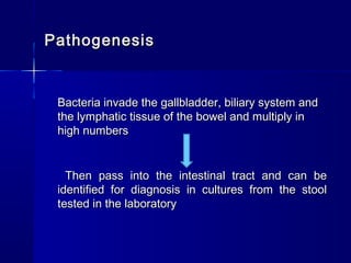 PathogenesisPathogenesis
Bacteria invade the gallbladder, biliary system andBacteria invade the gallbladder, biliary system and
the lymphatic tissue of the bowel and multiply inthe lymphatic tissue of the bowel and multiply in
high numbershigh numbers
Then pass into the intestinal tract and can beThen pass into the intestinal tract and can be
identified for diagnosis in cultures from the stoolidentified for diagnosis in cultures from the stool
tested in the laboratorytested in the laboratory
 