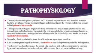  The early bacteremic phase (24 hours to 72 hours) is asymptomatic and transient as these
bacteria are phagocytosed by macrophages and monocytes in the reticuloendothelial system
called primary bacteremia.
 The capacity of pathogens to grow in these immune cells makes them characteristic, and
intracellular multiplication of bacteria in the reticuloendothelial system enforces them to re-
enter the bloodstream causing continuous bacteremia for several days and weeks known as
secondary bacteremia.
 Secondary bacteremia is the phase in which disease symptoms manifest.
 Like in other gram-negative bacteria, an endotoxin has an important role in the pathogenesis.
 The lipopolysaccharide induces the shock-like reaction, and endotoxemia leads to vascular
hyperactivity and catecholamine release, which causes focal necrosis and hemorrhage.
Pathophysiology
 