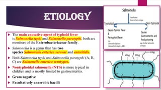 Etiology
 The main causative agent of typhoid fever
is Salmonella typhi and Salmonella paratyphi, both are
members of the Enterobacteriaceae family.
 Salmonella is a genus that has two
species Salmonella enterica serovar and enteritidis.
 Both Salmonella typhi and Salmonella paratyphi (A, B,
C) are Salmonella enterica serotypes.
 Nontyphoidal salmonella (NTS) is more typical in
children and is mostly limited to gastroenteritis.
 Gram negative
 Facultatively anaerobic bacilli
 