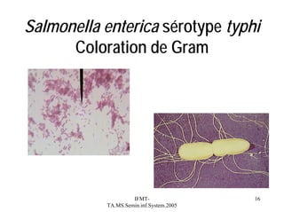 Salmonella enterica sérotype typhi
Coloration de Gram

IFMTTA.MS.Semin.inf.System.2005

16

 