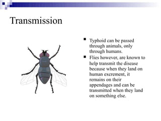 Transmission


Typhoid can be passed
through animals, only
through humans.
Flies however, are known to
help transmit the disease
because when they land on
human excrement, it
remains on their
appendages and can be
transmitted when they land
on something else.
 