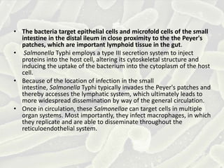 • The bacteria target epithelial cells and microfold cells of the small
intestine in the distal ileum in close proximity to the the Peyer's
patches, which are important lymphoid tissue in the gut.
• Salmonella Typhi employs a type III secretion system to inject
proteins into the host cell, altering its cytoskeletal structure and
inducing the uptake of the bacterium into the cytoplasm of the host
cell.
• Because of the location of infection in the small
intestine, Salmonella Typhi typically invades the Peyer's patches and
thereby accesses the lymphatic system, which ultimately leads to
more widespread dissemination by way of the general circulation.
• Once in circulation, these Salmonellae can target cells in multiple
organ systems. Most importantly, they infect macrophages, in which
they replicate and are able to disseminate throughout the
reticuloendothelial system.
 