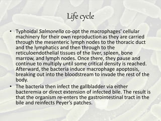 Life cycle
• Typhoidal Salmonella co-opt the macrophages' cellular
machinery for their own reproductionas they are carried
through the mesenteric lymph nodes to the thoracic duct
and the lymphatics and then through to the
reticuloendothelial tissues of the liver, spleen, bone
marrow, and lymph nodes. Once there, they pause and
continue to multiply until some critical density is reached.
Afterward, the bacteria induce macrophage apoptosis,
breaking out into the bloodstream to invade the rest of the
body.
• The bacteria then infect the gallbladder via either
bacteremia or direct extension of infected bile. The result is
that the organism re-enters the gastrointestinal tract in the
bile and reinfects Peyer’s patches.
 