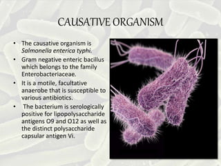 CAUSATIVE ORGANISM
• The causative organism is
Salmonella enterica typhi.
• Gram negative enteric bacillus
which belongs to the family
Enterobacteriaceae.
• It is a motile, facultative
anaerobe that is susceptible to
various antibiotics.
• The bacterium is serologically
positive for lipopolysaccharide
antigens O9 and O12 as well as
the distinct polysaccharide
capsular antigen Vi.
 