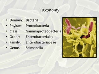Taxonomy
• Domain: Bacteria
• Phylum: Proteobacteria
• Class: Gammaproteobacteria
• Order: Enterobacteriales
• Family: Enterobacteriaceae
• Genus: Salmonella
 