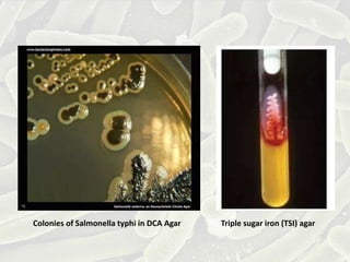 Colonies of Salmonella typhi in DCA Agar Triple sugar iron (TSI) agar
 