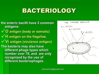 BACTERIOLOGY   the enteric bacilli have 3 common antigens:  O  antigen (body or somatic) H  antigen on the flagellae,  Vi  antigen (virulence antigen)  The bacteria may also have different phage types which number over 70, and  are only recognized by the use of different bacteriophages.  [email_address] 