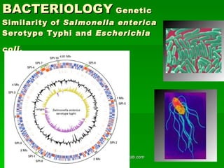BACTERIOLOGY  Genetic   Similarity of  Salmonella enterica  Serotype Typhi and  Escherichia coli .   [email_address] 