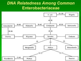 [email_address] DNA Relatedness Among Common  Enterobacteriaceae 