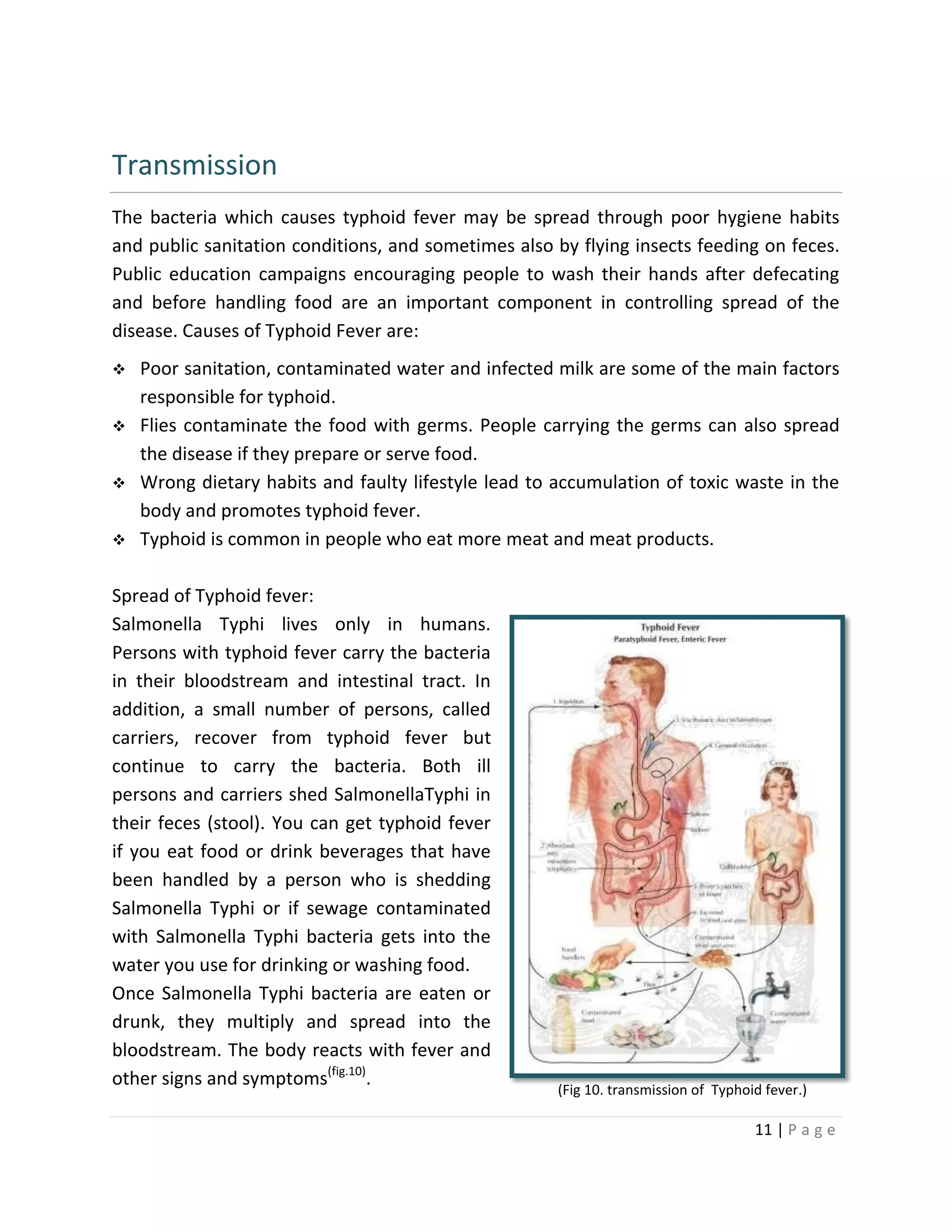 11 | P a g e
Transmission
The bacteria which causes typhoid fever may be spread through poor hygiene habits
and public sanitation conditions, and sometimes also by flying insects feeding on feces.
Public education campaigns encouraging people to wash their hands after defecating
and before handling food are an important component in controlling spread of the
disease. Causes of Typhoid Fever are:
 Poor sanitation, contaminated water and infected milk are some of the main factors
responsible for typhoid.
 Flies contaminate the food with germs. People carrying the germs can also spread
the disease if they prepare or serve food.
 Wrong dietary habits and faulty lifestyle lead to accumulation of toxic waste in the
body and promotes typhoid fever.
 Typhoid is common in people who eat more meat and meat products.
Spread of Typhoid fever:
Salmonella Typhi lives only in humans.
Persons with typhoid fever carry the bacteria
in their bloodstream and intestinal tract. In
addition, a small number of persons, called
carriers, recover from typhoid fever but
continue to carry the bacteria. Both ill
persons and carriers shed SalmonellaTyphi in
their feces (stool). You can get typhoid fever
if you eat food or drink beverages that have
been handled by a person who is shedding
Salmonella Typhi or if sewage contaminated
with Salmonella Typhi bacteria gets into the
water you use for drinking or washing food.
Once Salmonella Typhi bacteria are eaten or
drunk, they multiply and spread into the
bloodstream. The body reacts with fever and
other signs and symptoms(fig.10)
. (Fig 10. transmission of Typhoid fever.)
 