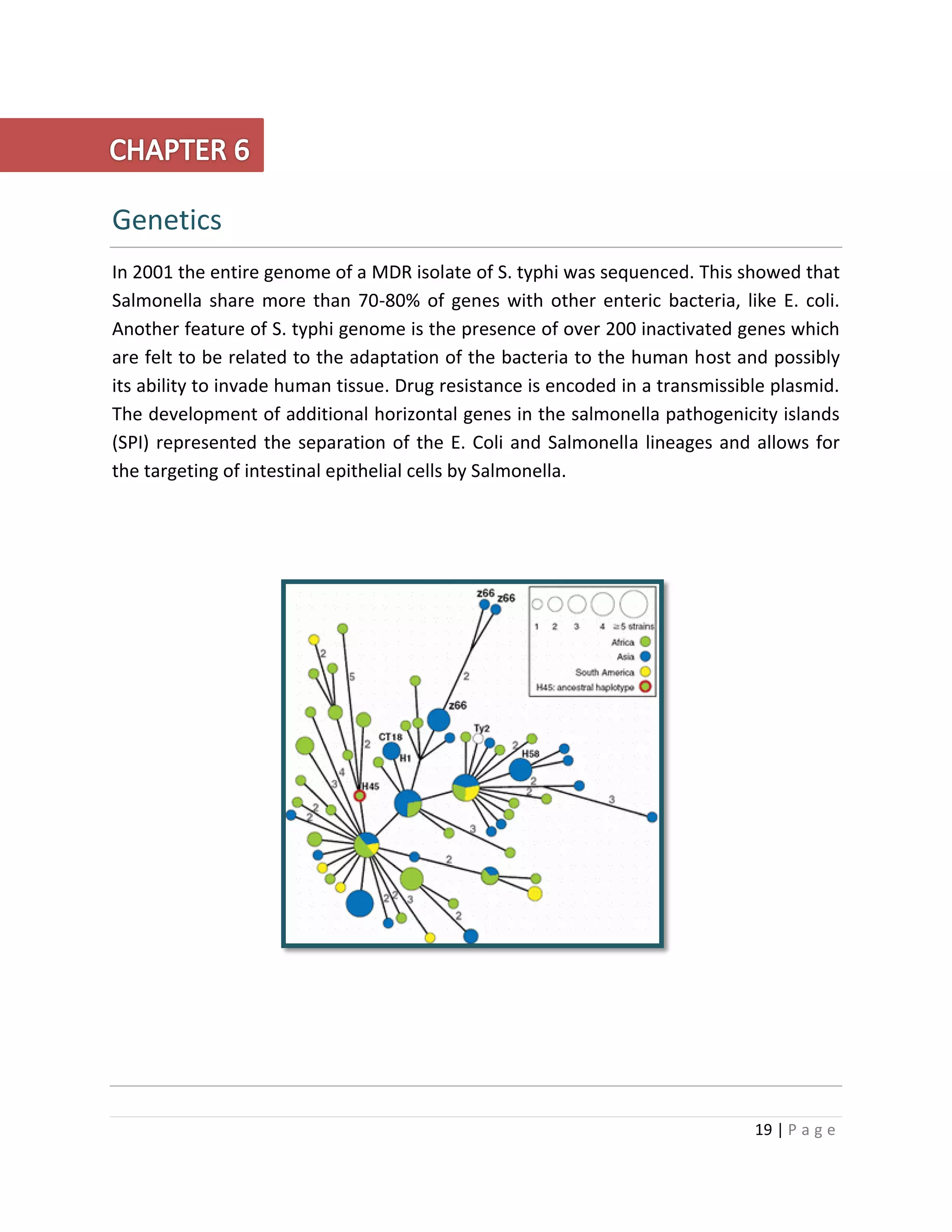 19 | P a g e
Genetics
In 2001 the entire genome of a MDR isolate of S. typhi was sequenced. This showed that
Salmonella share more than 70-80% of genes with other enteric bacteria, like E. coli.
Another feature of S. typhi genome is the presence of over 200 inactivated genes which
are felt to be related to the adaptation of the bacteria to the human host and possibly
its ability to invade human tissue. Drug resistance is encoded in a transmissible plasmid.
The development of additional horizontal genes in the salmonella pathogenicity islands
(SPI) represented the separation of the E. Coli and Salmonella lineages and allows for
the targeting of intestinal epithelial cells by Salmonella.
 