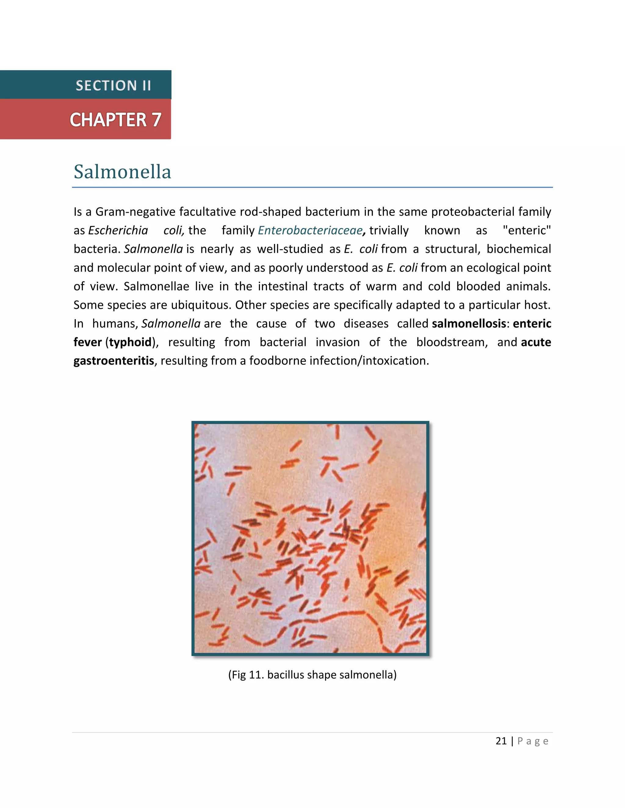 21 | P a g e
Salmonella
Is a Gram-negative facultative rod-shaped bacterium in the same proteobacterial family
as Escherichia coli, the family Enterobacteriaceae, trivially known as "enteric"
bacteria. Salmonella is nearly as well-studied as E. coli from a structural, biochemical
and molecular point of view, and as poorly understood as E. coli from an ecological point
of view. Salmonellae live in the intestinal tracts of warm and cold blooded animals.
Some species are ubiquitous. Other species are specifically adapted to a particular host.
In humans, Salmonella are the cause of two diseases called salmonellosis: enteric
fever (typhoid), resulting from bacterial invasion of the bloodstream, and acute
gastroenteritis, resulting from a foodborne infection/intoxication.
(Fig 11. bacillus shape salmonella)
 
