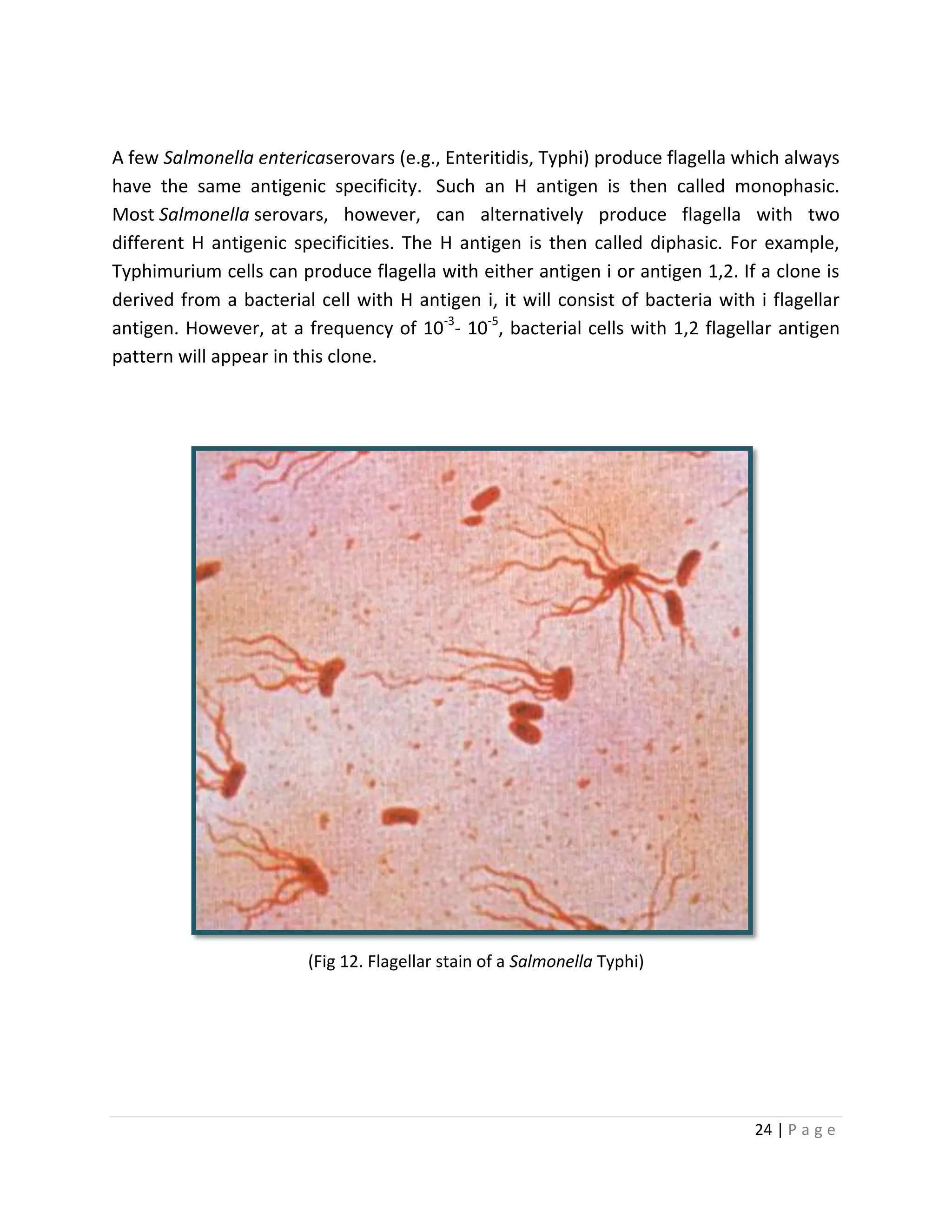 24 | P a g e
A few Salmonella entericaserovars (e.g., Enteritidis, Typhi) produce flagella which always
have the same antigenic specificity. Such an H antigen is then called monophasic.
Most Salmonella serovars, however, can alternatively produce flagella with two
different H antigenic specificities. The H antigen is then called diphasic. For example,
Typhimurium cells can produce flagella with either antigen i or antigen 1,2. If a clone is
derived from a bacterial cell with H antigen i, it will consist of bacteria with i flagellar
antigen. However, at a frequency of 10-3
- 10-5
, bacterial cells with 1,2 flagellar antigen
pattern will appear in this clone.
(Fig 12. Flagellar stain of a Salmonella Typhi)
 