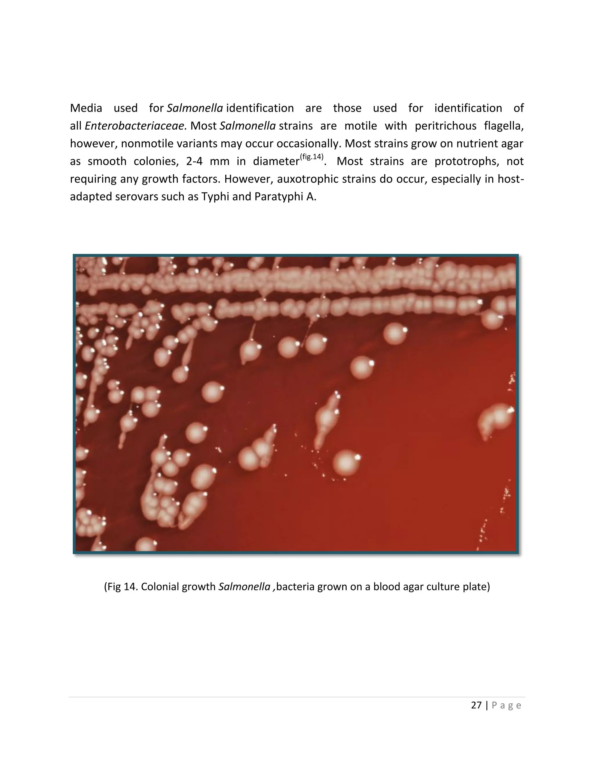 27 | P a g e
Media used for Salmonella identification are those used for identification of
all Enterobacteriaceae. Most Salmonella strains are motile with peritrichous flagella,
however, nonmotile variants may occur occasionally. Most strains grow on nutrient agar
as smooth colonies, 2-4 mm in diameter(fig.14)
. Most strains are prototrophs, not
requiring any growth factors. However, auxotrophic strains do occur, especially in host-
adapted serovars such as Typhi and Paratyphi A.
(Fig 14. Colonial growth Salmonella ,bacteria grown on a blood agar culture plate)
 