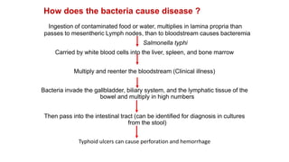 Ingestion of contaminated food or water, multiplies in lamina propria than
passes to mesentheric Lymph nodes, than to bloodstream causes bacteremia
Salmonella typhi
Carried by white blood cells into the liver, spleen, and bone marrow
Multiply and reenter the bloodstream (Clinical illness)
Bacteria invade the gallbladder, biliary system, and the lymphatic tissue of the
bowel and multiply in high numbers
Then pass into the intestinal tract (can be identified for diagnosis in cultures
from the stool)
Typhoid ulcers can cause perforation and hemorrhage
How does the bacteria cause disease ?
 