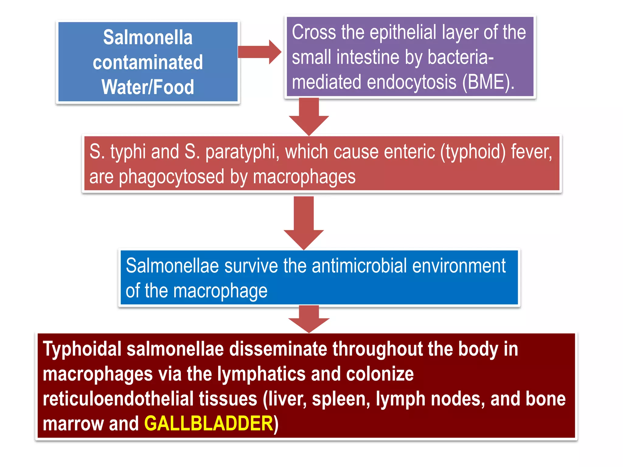 Salmonella
contaminated
Water/Food
Cross the epithelial layer of the
small intestine by bacteria-
mediated endocytosis (BME).
S. typhi and S. paratyphi, which cause enteric (typhoid) fever,
are phagocytosed by macrophages
Salmonellae survive the antimicrobial environment
of the macrophage
Typhoidal salmonellae disseminate throughout the body in
macrophages via the lymphatics and colonize
reticuloendothelial tissues (liver, spleen, lymph nodes, and bone
marrow and GALLBLADDER)
 