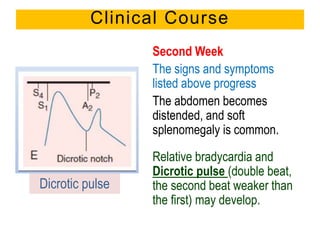 Second Week
The signs and symptoms
listed above progress
The abdomen becomes
distended, and soft
splenomegaly is common.
Relative bradycardia and
Dicrotic pulse (double beat,
the second beat weaker than
the first) may develop.
Clinical Course
Dicrotic pulse
 
