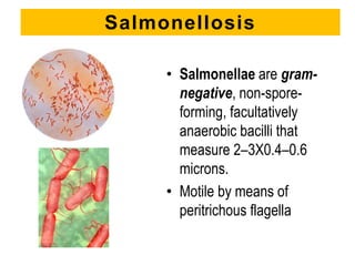 Salmonellosis
• Salmonellae are gram-
negative, non-spore-
forming, facultatively
anaerobic bacilli that
measure 2–3X0.4–0.6
microns.
• Motile by means of
peritrichous flagella
 