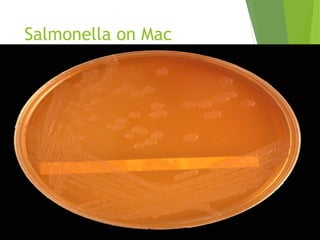 Salmonella on Mac
Conkey's agar
 