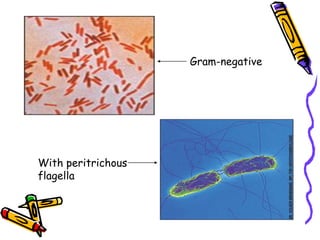 With peritrichous
flagella
Gram-negative
 